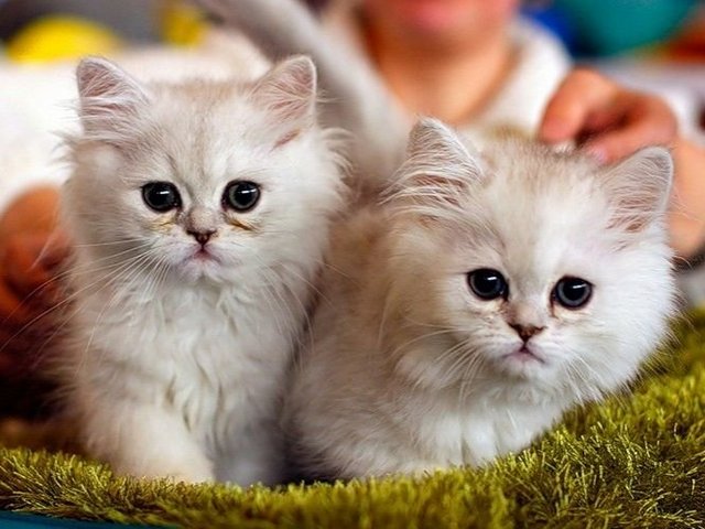 Породы кошек в Благовещенске | ЗооТом портал о животных