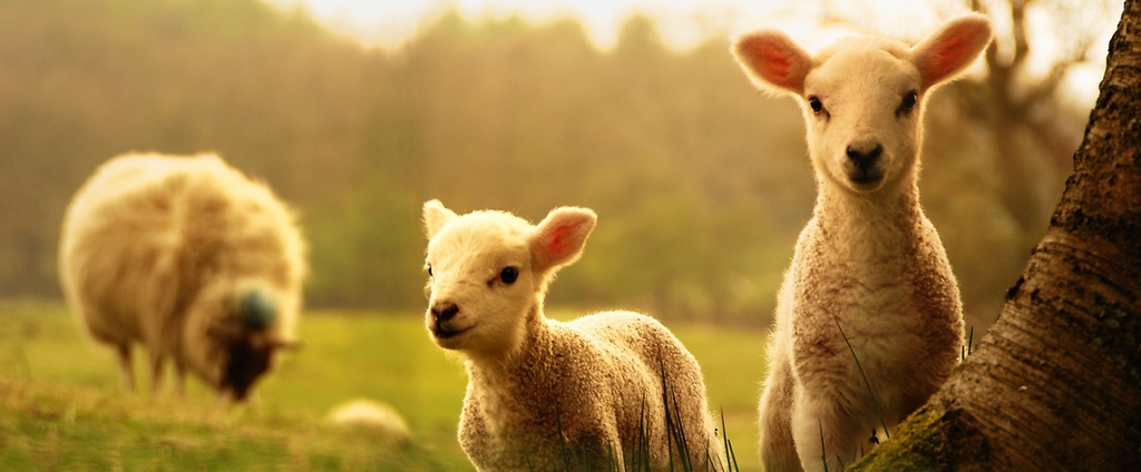 Объявления о сельскохозяйственных животных | ЗооТом - продажа, вязка и услуги для животных в Благовещенске