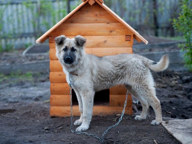 Все о собаках в Благовещенске Все о собаках в Благовещенске